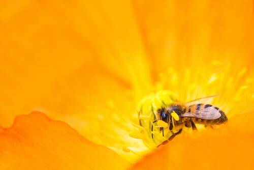 Honey wound treatment